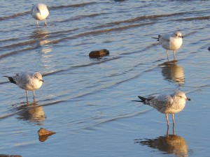 Photo: Seagulls on the Potomac River
